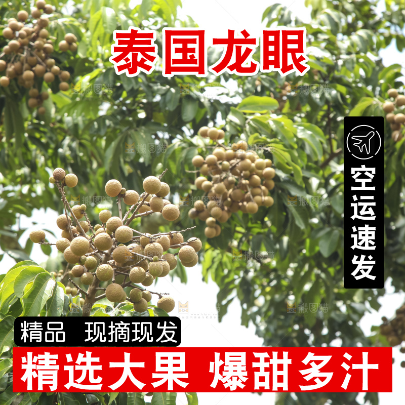 树上的新鲜龙眼