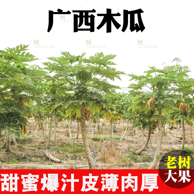 树上的木瓜