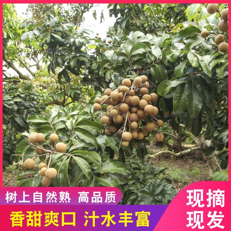 树上的新鲜龙眼