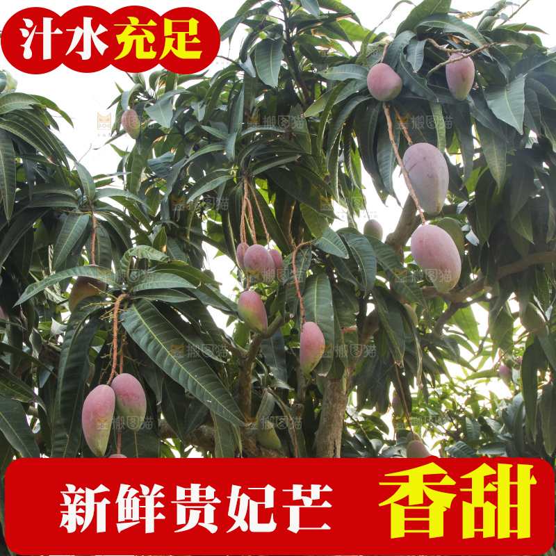 树上的新鲜芒果