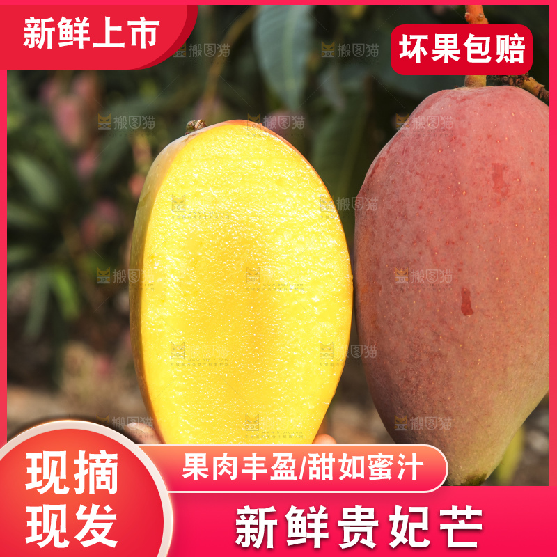 树上的新鲜芒果