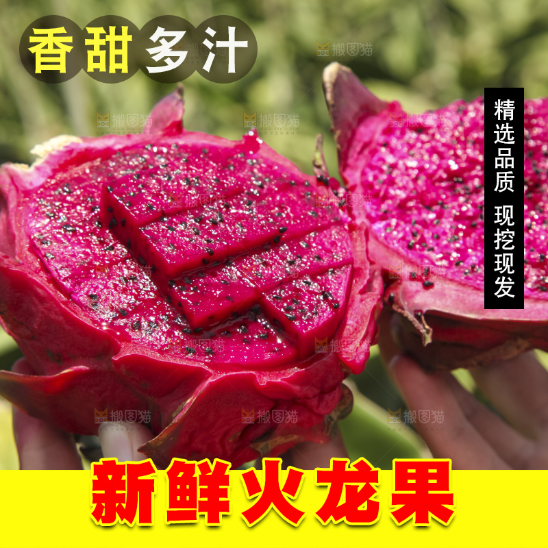 火龙果产地