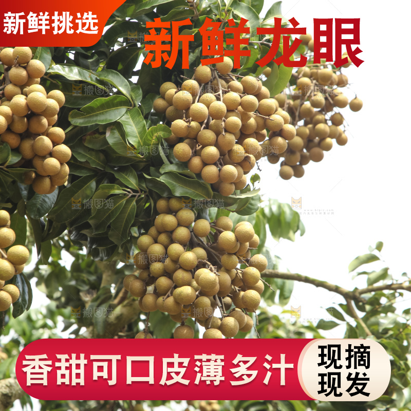 树上的新鲜龙眼