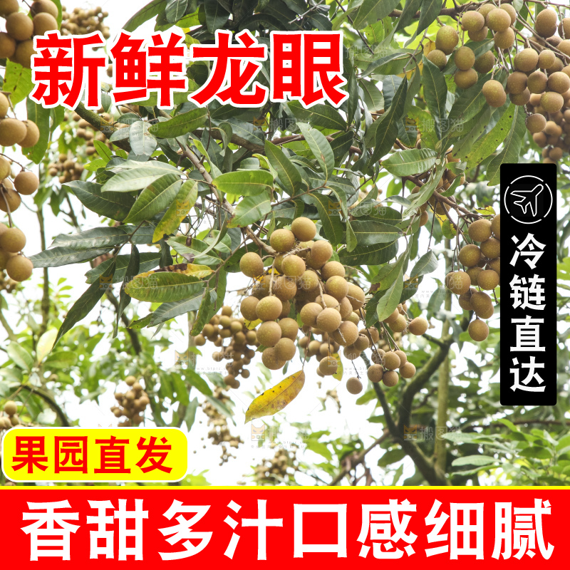 树上的新鲜龙眼