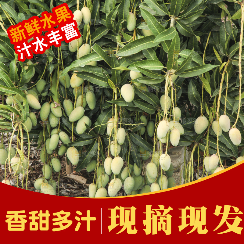 树上的小台芒