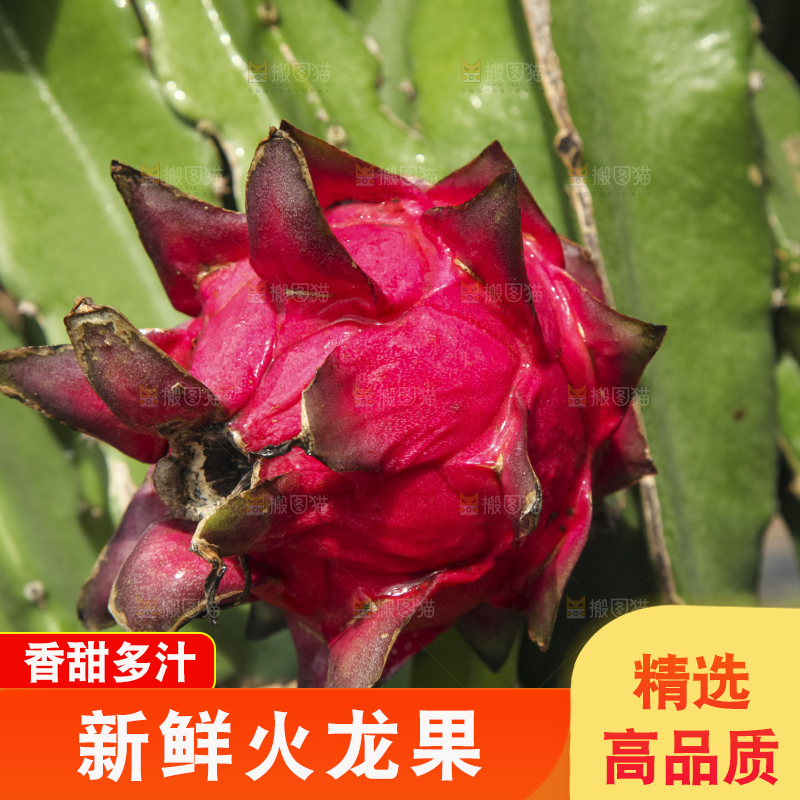 火龙果产地
