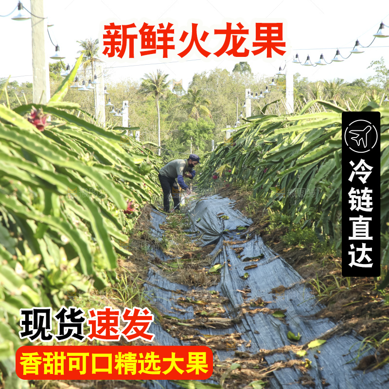 火龙果产地