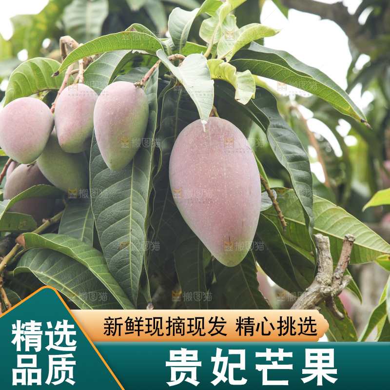 树上的新鲜芒果