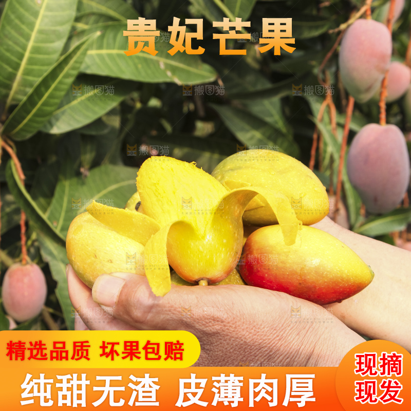 树上的新鲜芒果