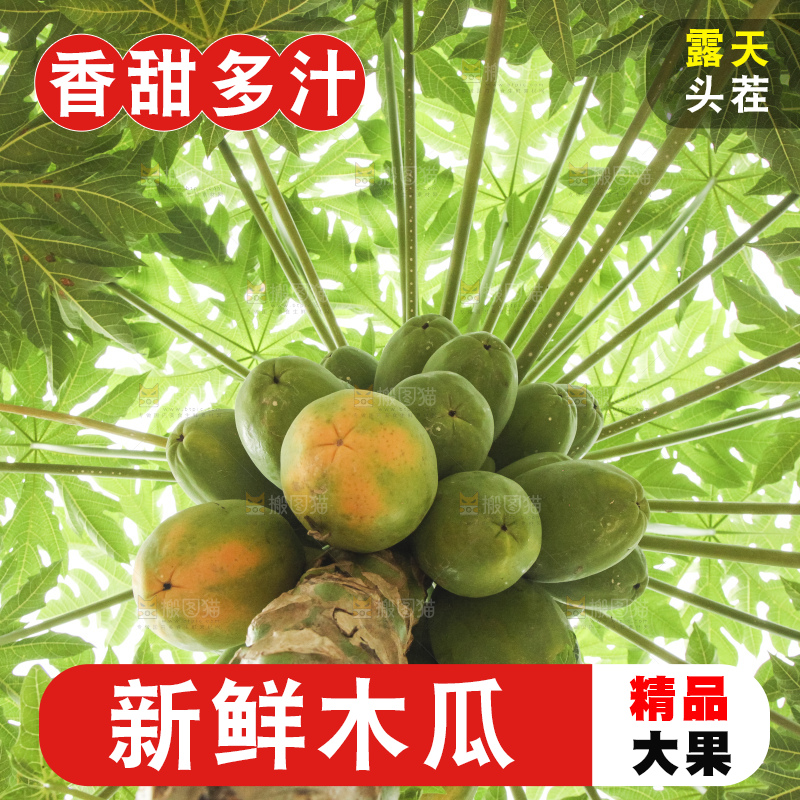 树上的木瓜