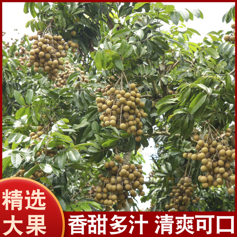 树上的新鲜龙眼
