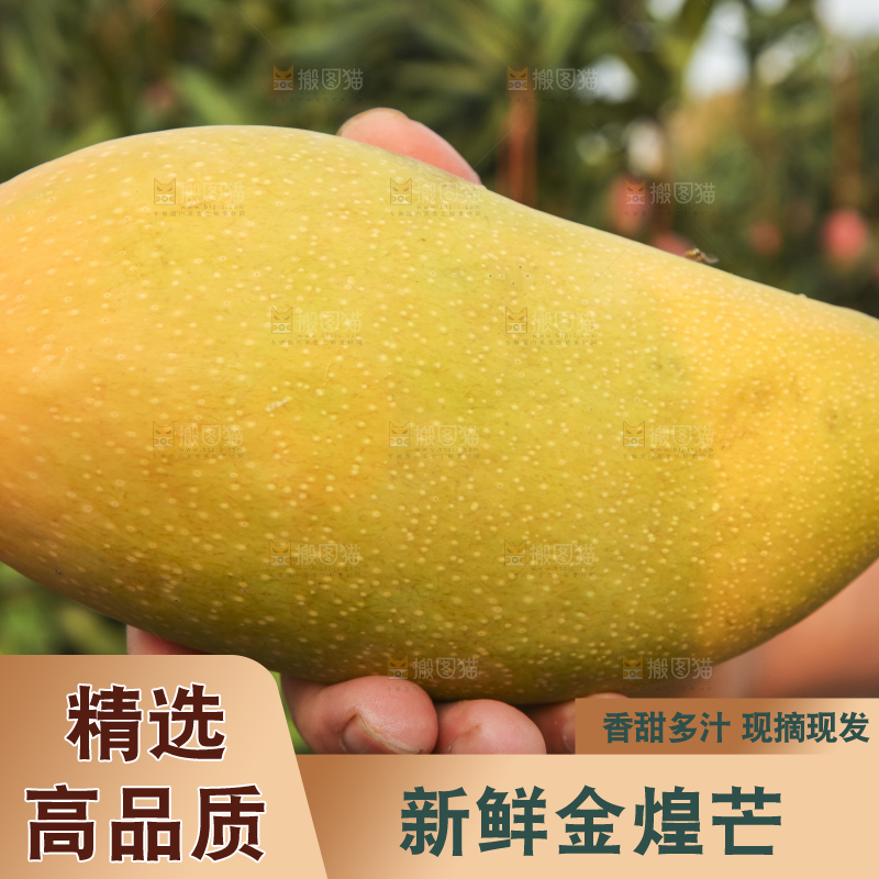 手里拿着金煌芒