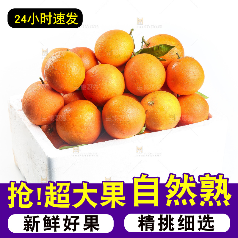 白底上的玫瑰血橙