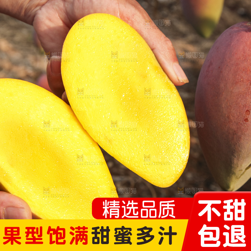 树上的新鲜芒果