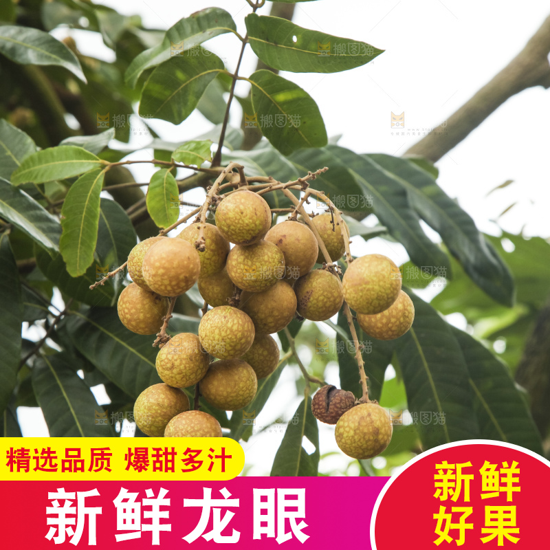树上的新鲜龙眼