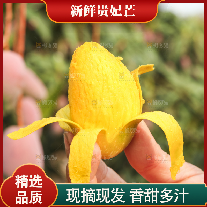 树上的新鲜芒果