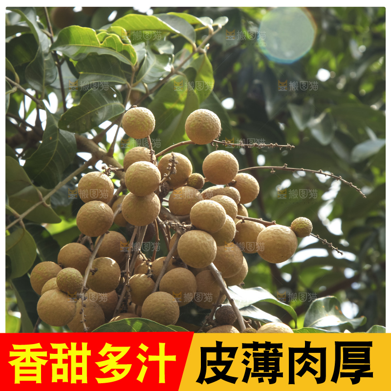 树上的新鲜龙眼