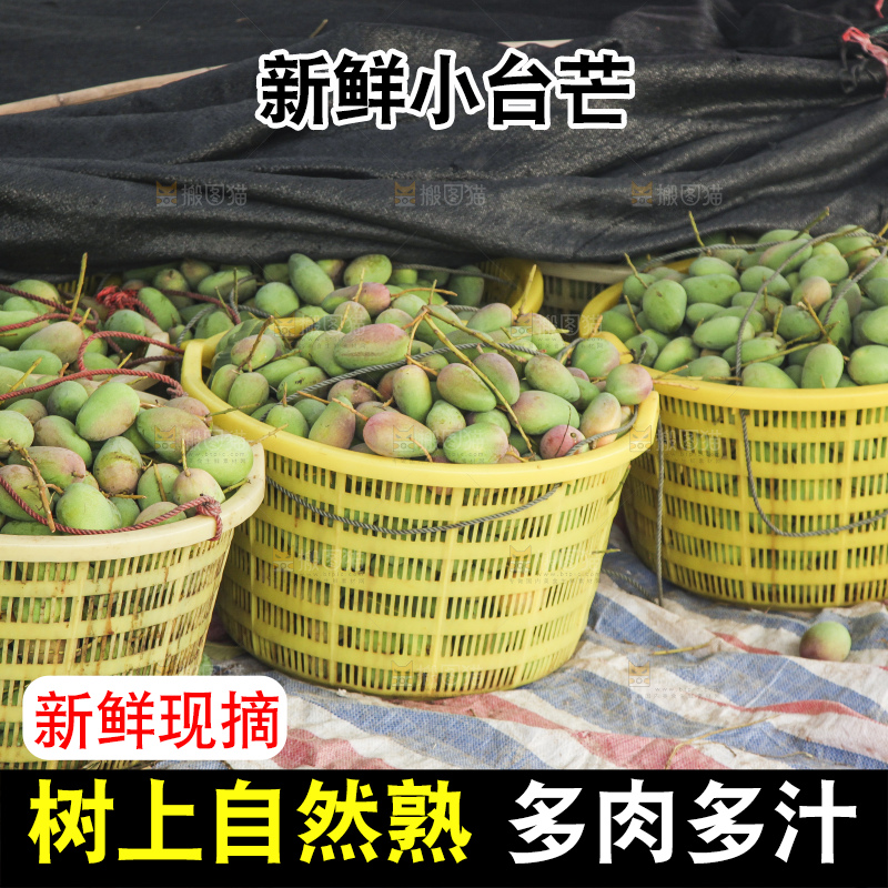 树上的小台芒