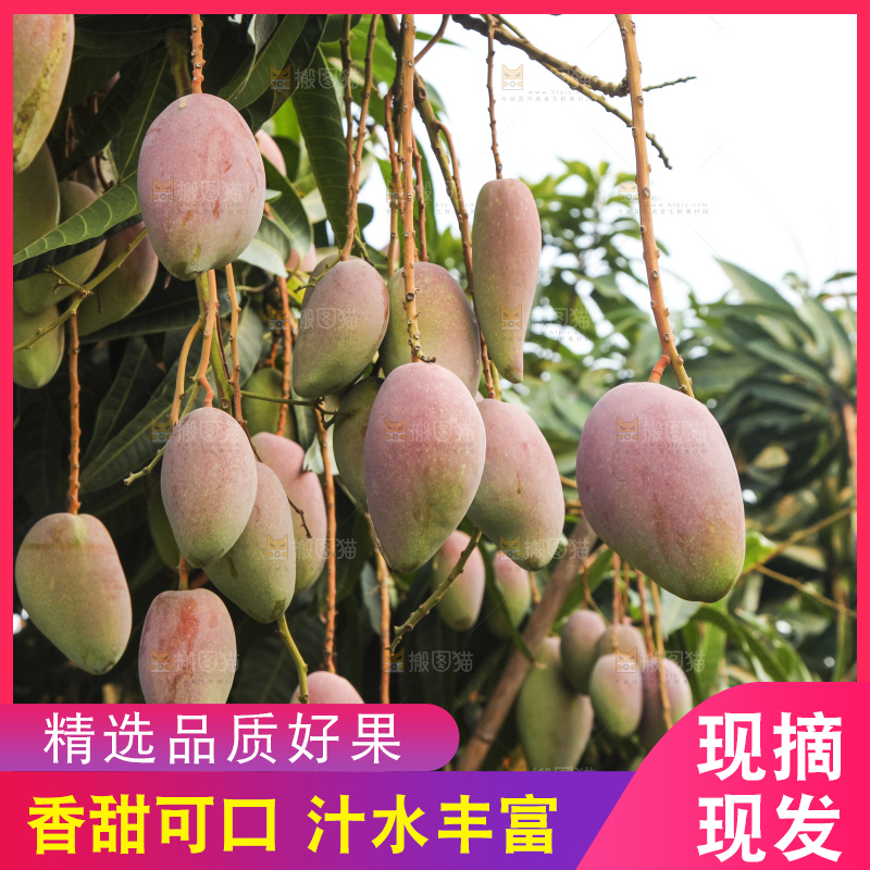 树上的新鲜芒果