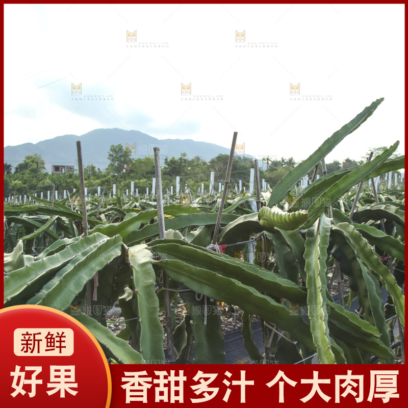 火龙果产地