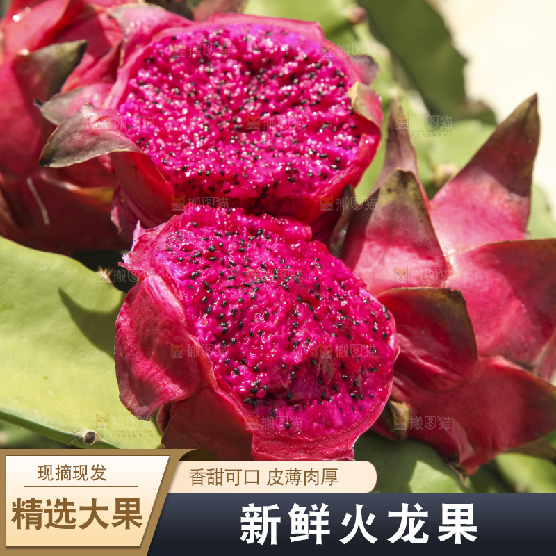 火龙果产地