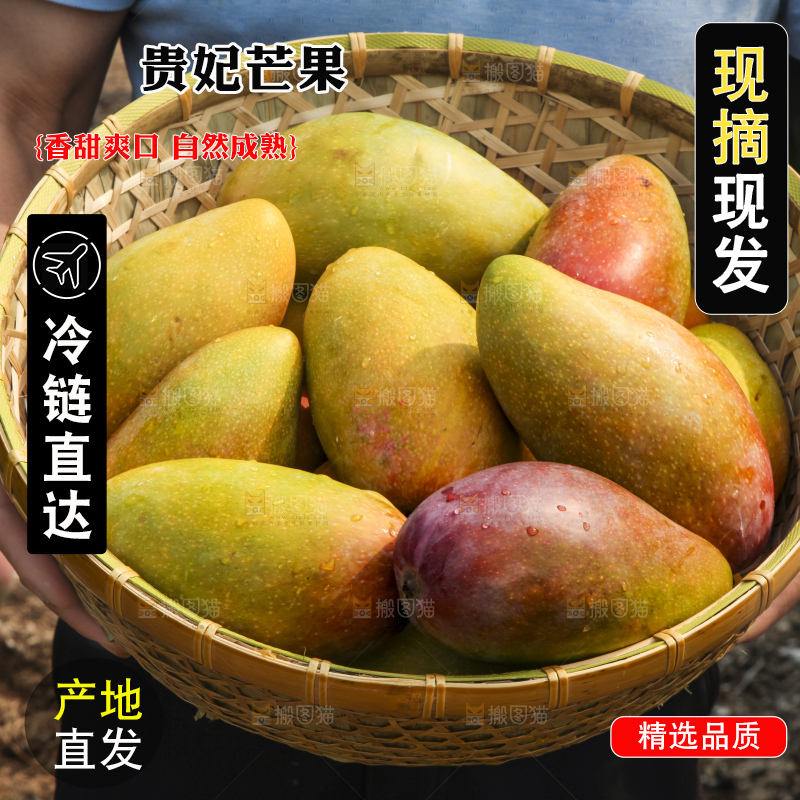 树上的新鲜芒果