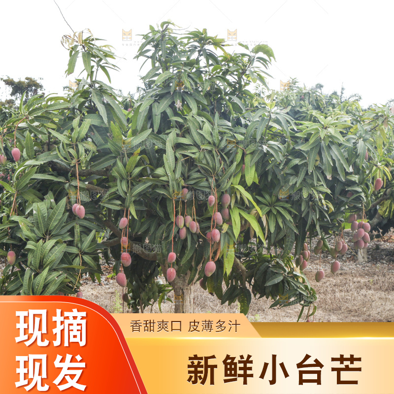 树上的小台芒