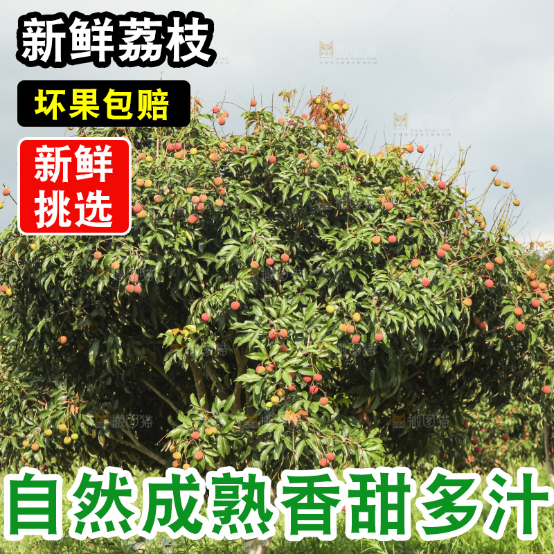 树上的荔枝