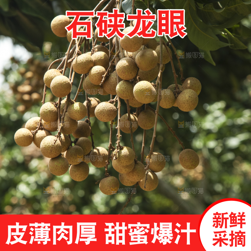 树上的新鲜龙眼