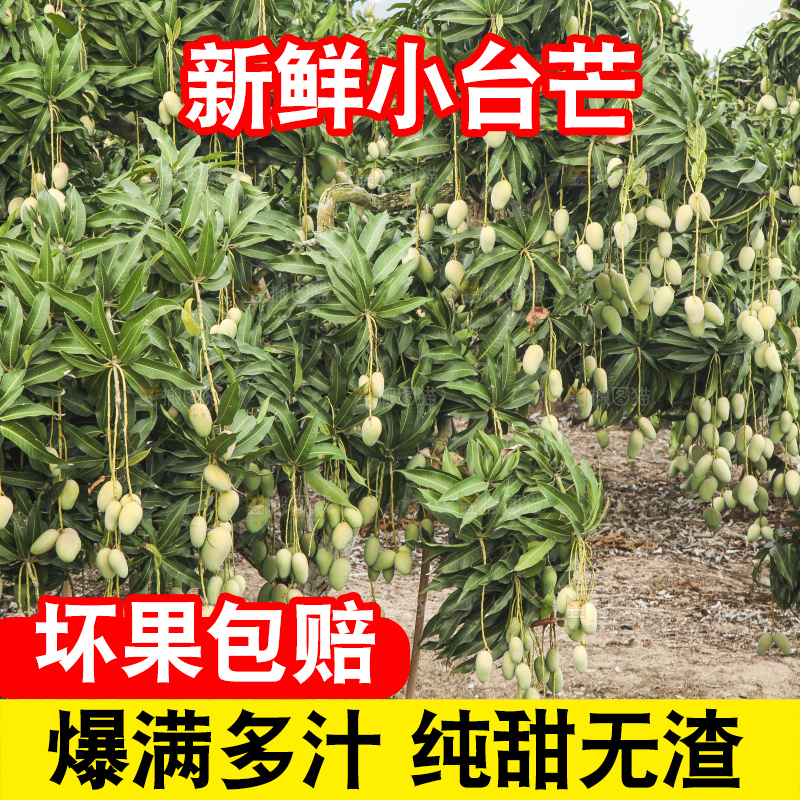 树上的小台芒