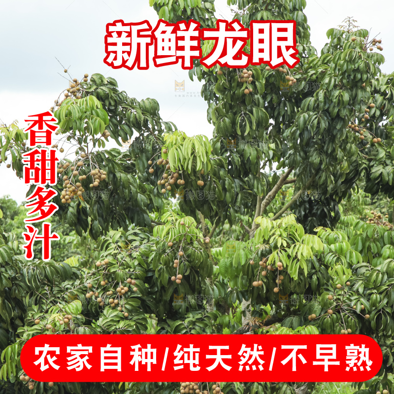 树上的新鲜龙眼