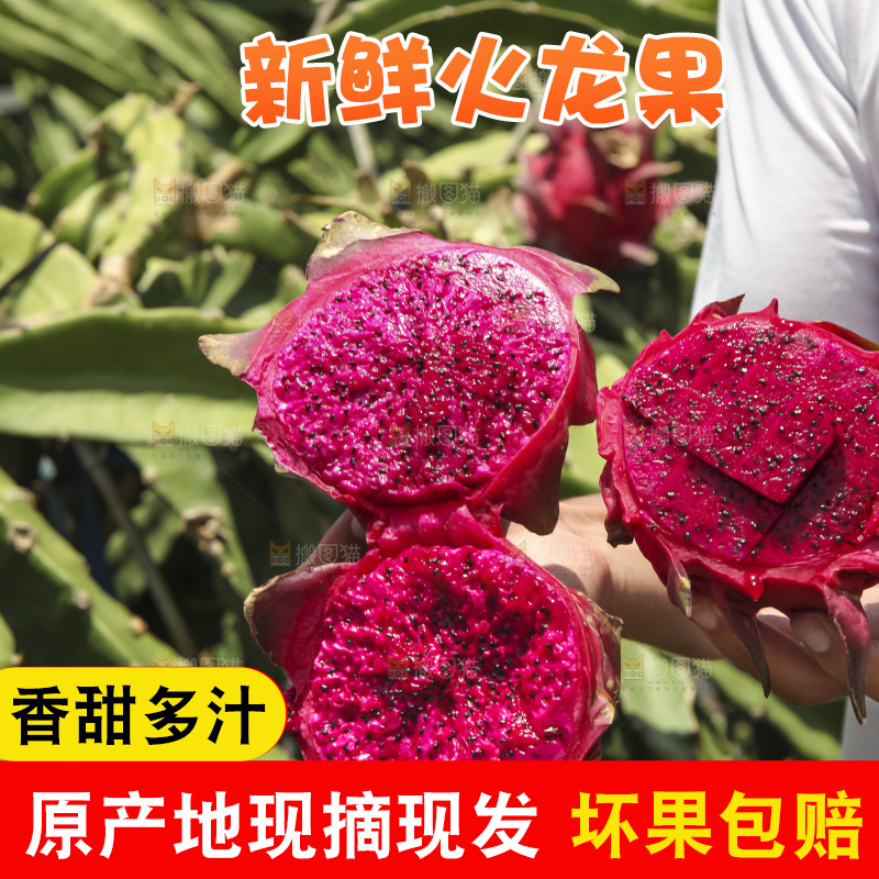火龙果产地