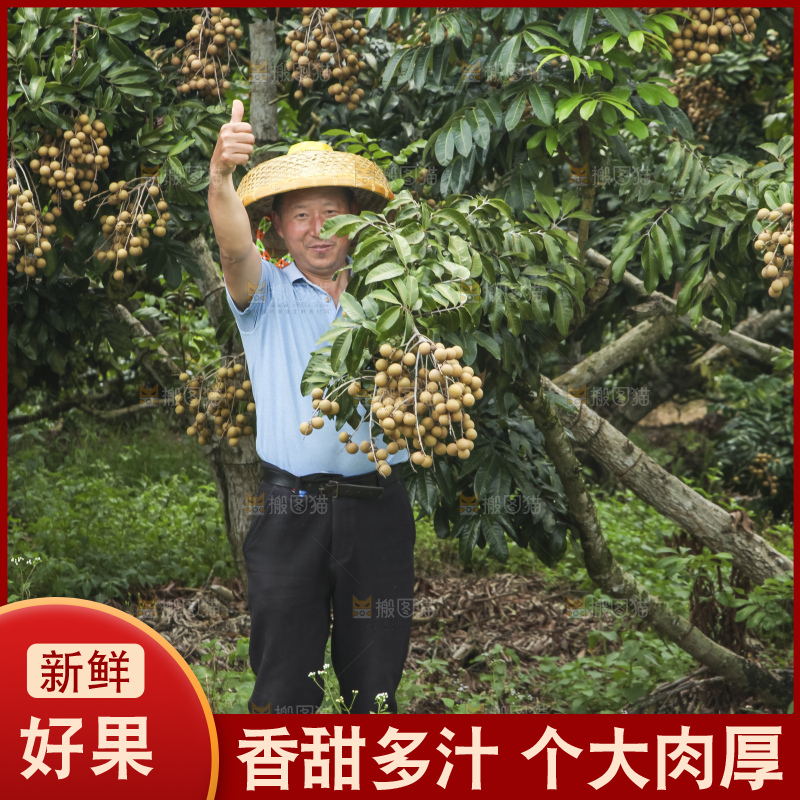 树上的新鲜龙眼