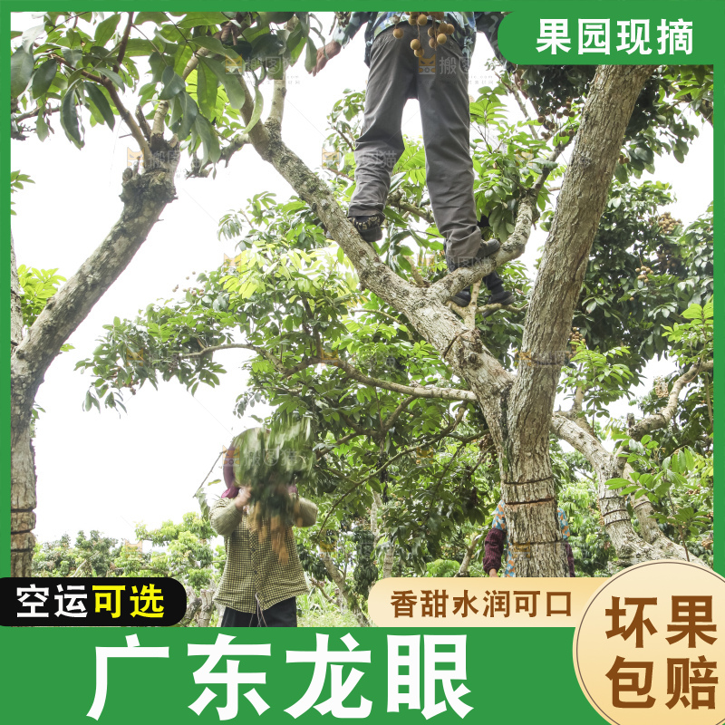 树上的新鲜龙眼