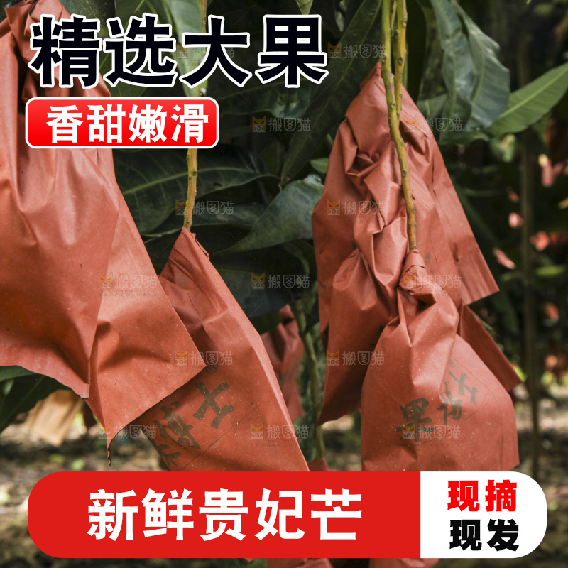 树上的新鲜芒果