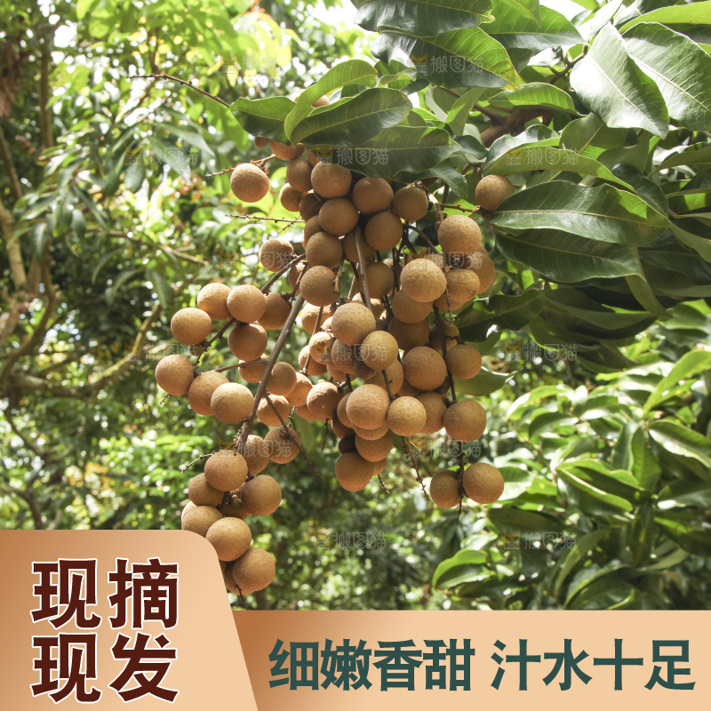 树上的新鲜龙眼
