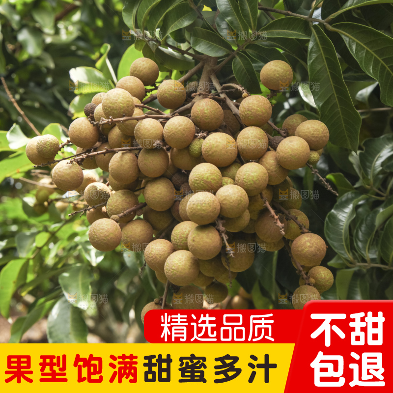 树上的新鲜龙眼