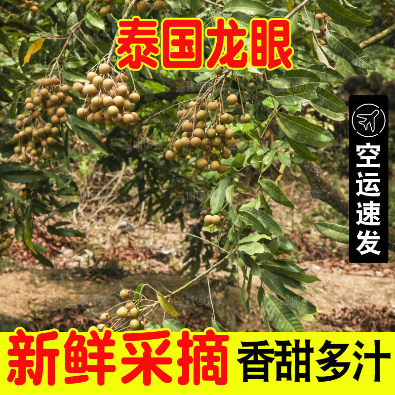 树上的新鲜龙眼