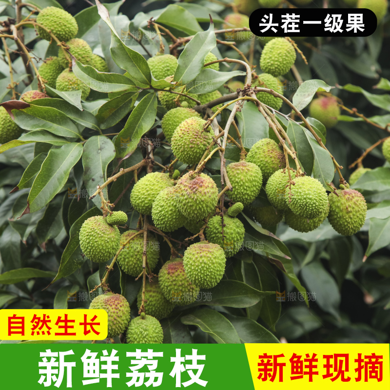 树上的荔枝