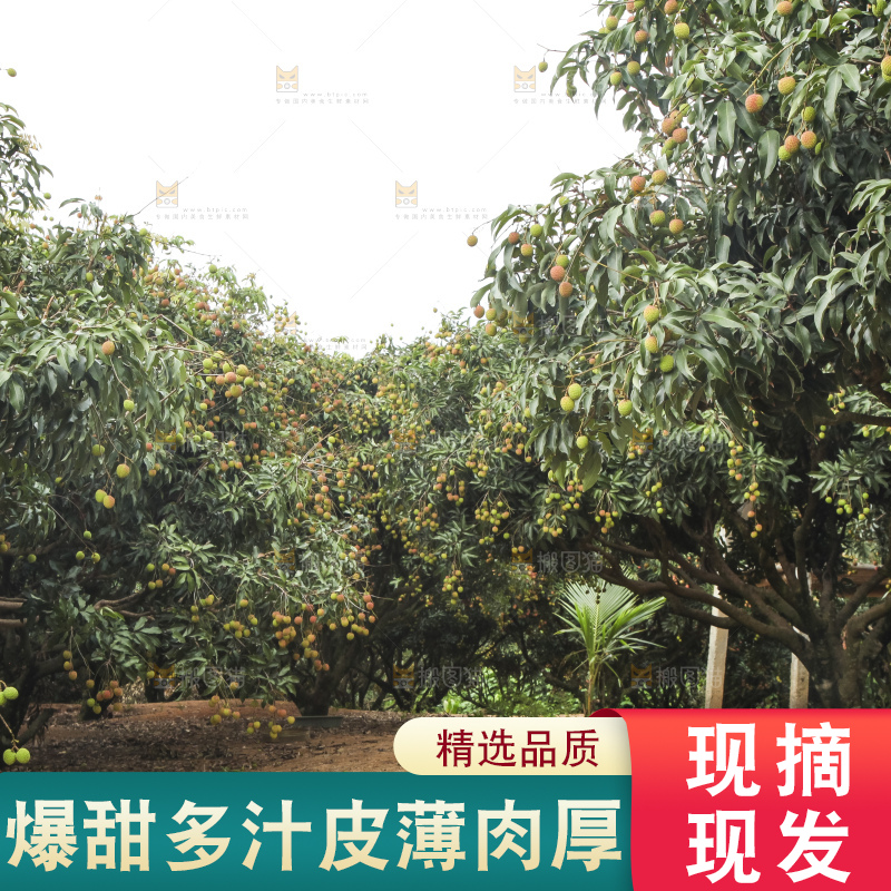 树上的荔枝