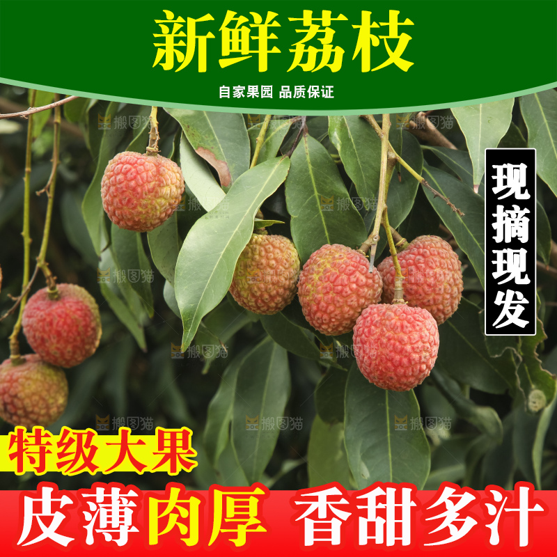 树上的荔枝