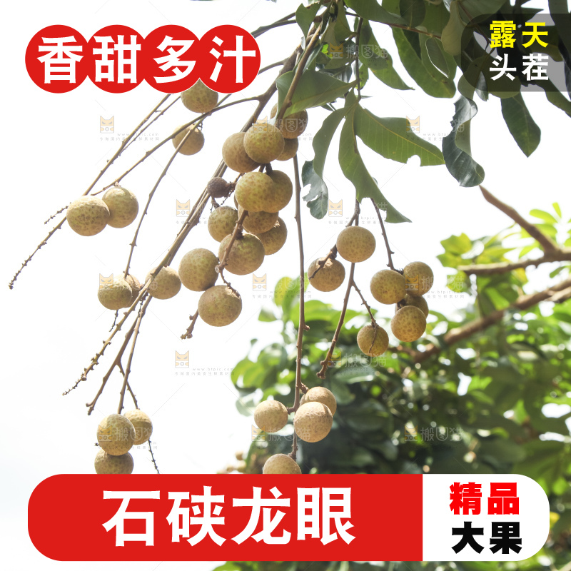树上的新鲜龙眼