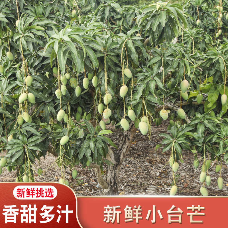 树上的小台芒