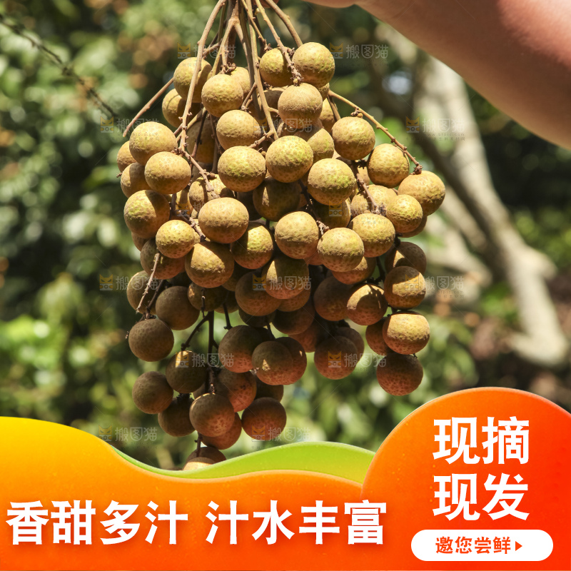 树上的新鲜龙眼