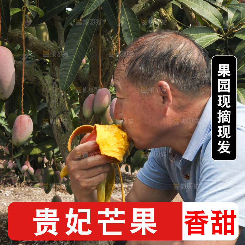 树上的新鲜芒果