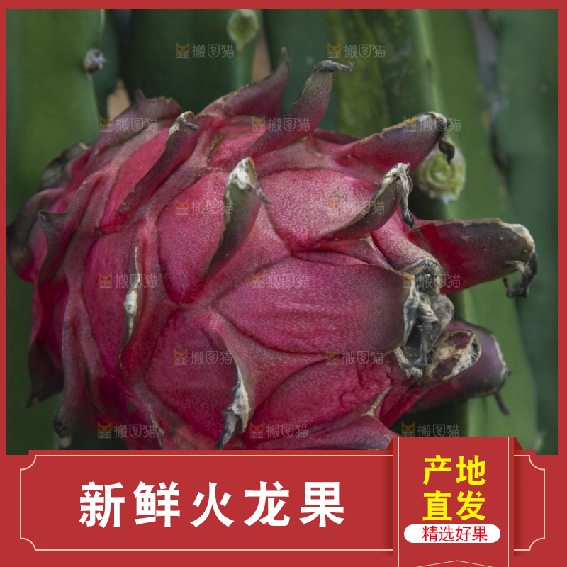 火龙果产地