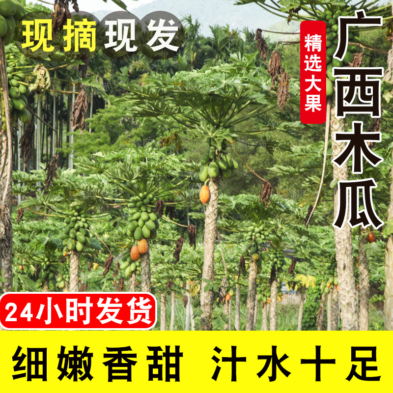 树上的木瓜