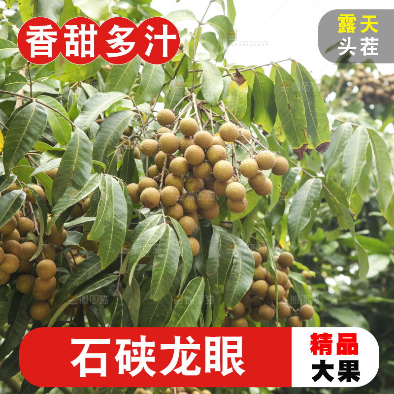 树上的新鲜龙眼