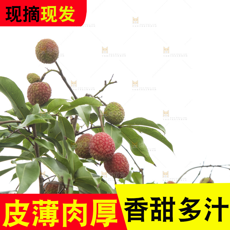 树上的荔枝