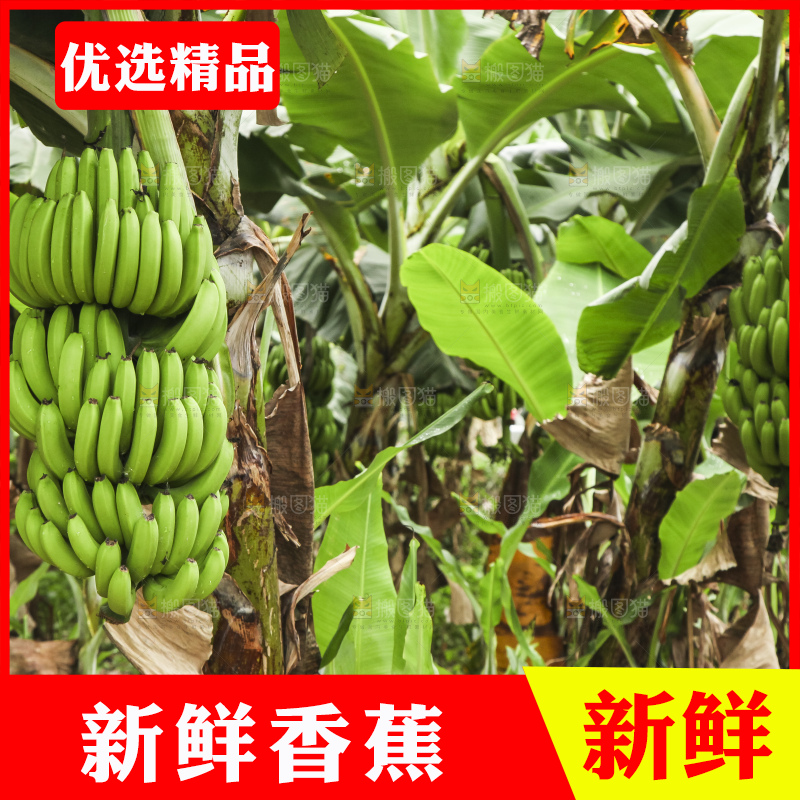树上的新鲜香蕉